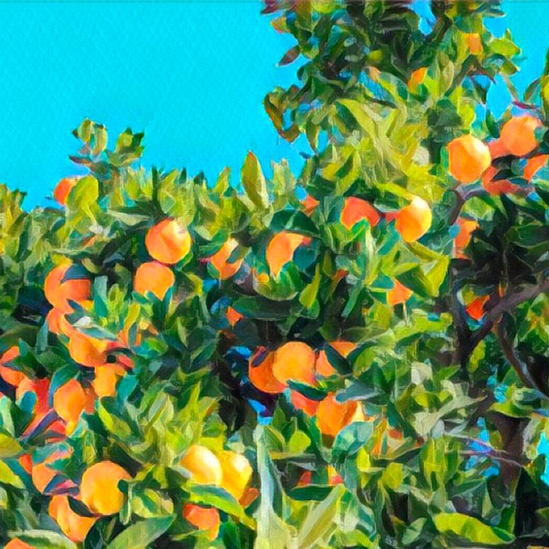 oranges